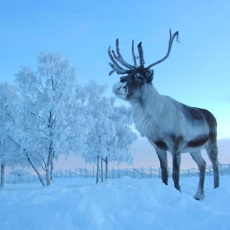 Reindeer Lodge Jukkasjärvi Εξωτερικό φωτογραφία