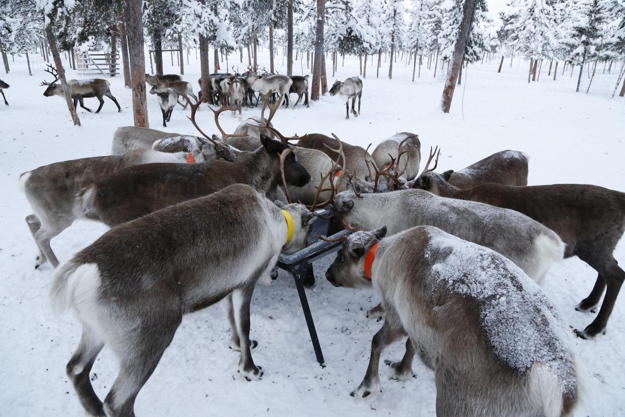 Reindeer Lodge Jukkasjärvi Εξωτερικό φωτογραφία