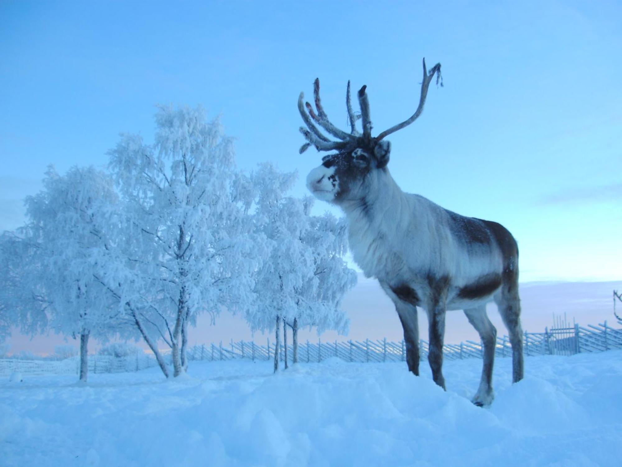 Reindeer Lodge Jukkasjärvi Εξωτερικό φωτογραφία