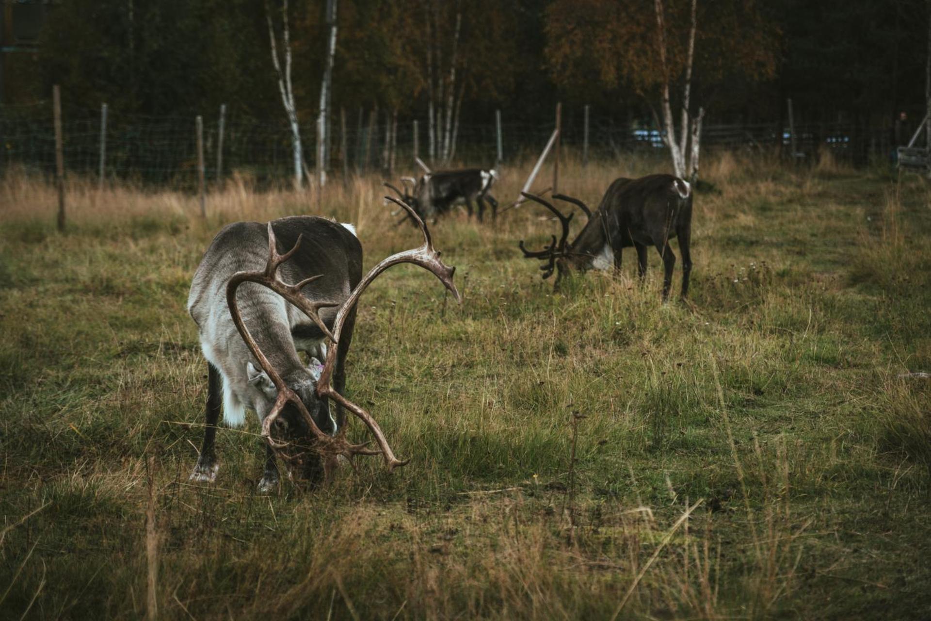 Reindeer Lodge Jukkasjärvi Εξωτερικό φωτογραφία